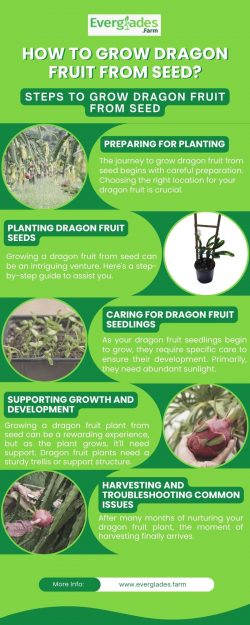 How to Grow Dragon Fruit From Seed?