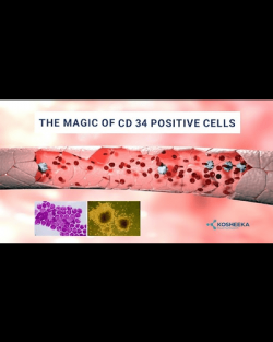 CD34 positive cells