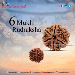 Shop 6 Mukhi Rudraksha Online at The Best Price