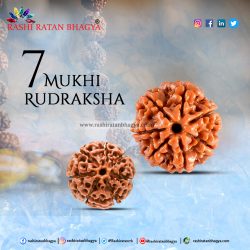 7 Mukhi Rudraksha Online Best Price in India.