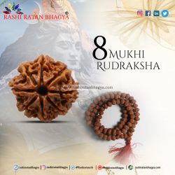 Buy Natural 8 Mukhi Rudraksha from Rashi Ratan Bhagya