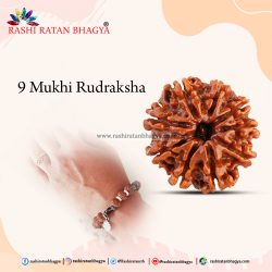 Buy 9 Mukhi Rudraksha Online at Rashi Ratan Bagya