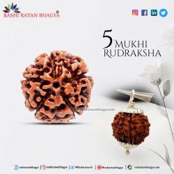 Shop 5 Mukhi Rudraksha Online From Rashi Ratan Bhagya at the Best Price.