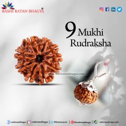 Buy Natural 9 Mukhi Rudraksha from Rashi Ratan Bhagya