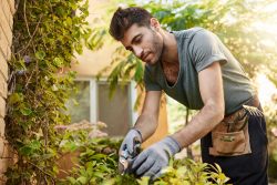Tree Pruning in Sydney: Expert Care for Healthy Trees