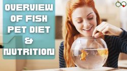 Overview Of Fish Pet Diet & Nutrition – Pawscuddle.com