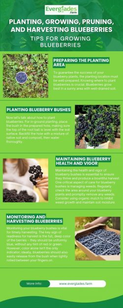 Planting, Growing, Pruning, and Harvesting Blueberries
