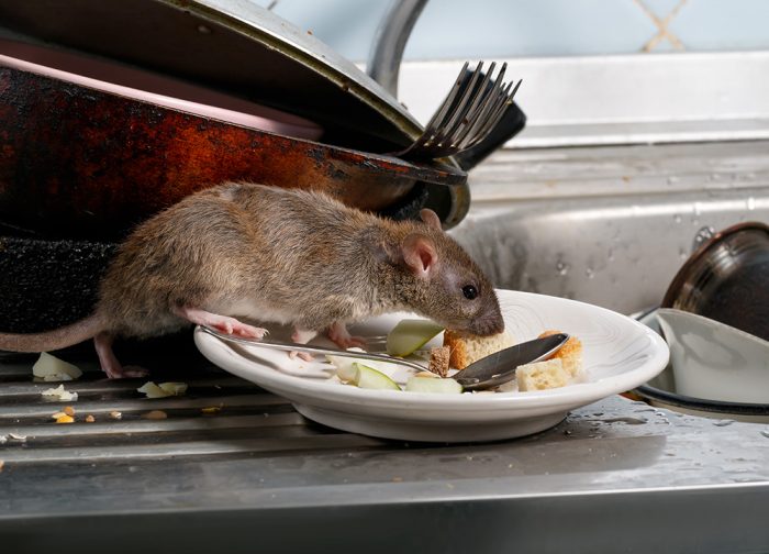 Rodents Extermination Service in Ohio
