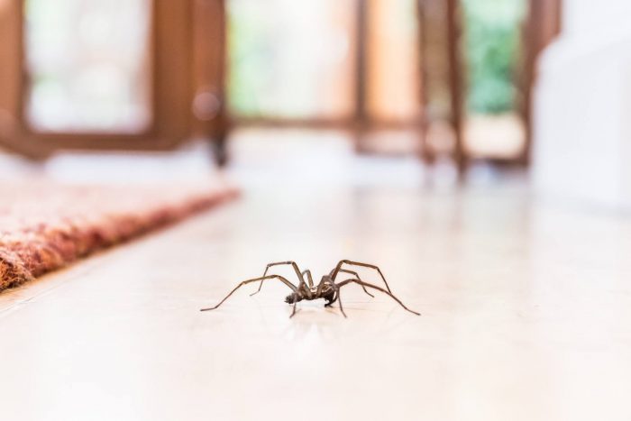 Spider Extermination Service in Ohio