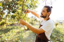Best Pruning Olive Tree Service In Maui – Island Tree Style