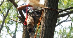 7 Things You Must Know About Tree Removal Services