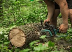 Protect Your Property: The Hidden Dangers of Overgrown Trees in Hamilton
