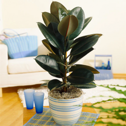 Alocasia: Breathtaking addition to your home