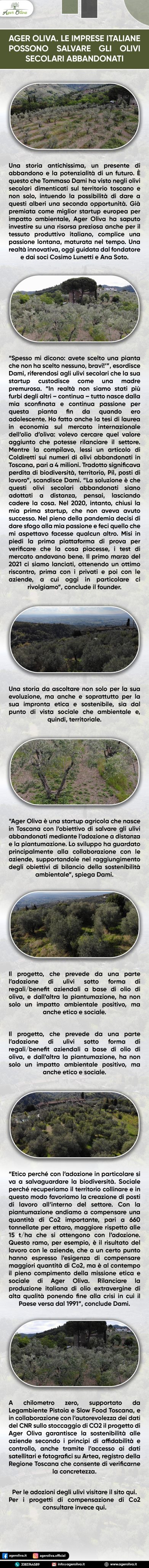 Ager Oliva. Le Imprese Italiane Possono Salvare Gli Olivi Secolari Abbandonati