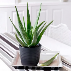Bring Aloe Vera for a green addition to your home!