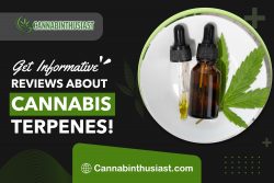 Discover Top-Rated Cannabis Terpenes Reviews!