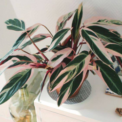 Best Indoor Plants: Enhance Your Space With Nature’s Touch