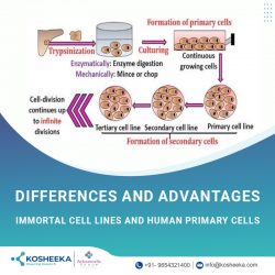 Immortal Cell lines