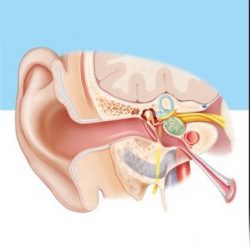 Tympanoplasty Excellence: Restoring Hearing through Surgical Expertise