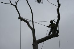 Expert Tree Services Sydney