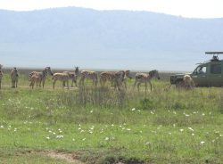 Budget-friendly Tanzania Safari Trip