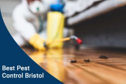 Best Pest Control Bristol: The Solution That You Seek!