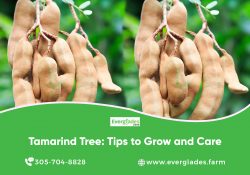 Tamarind Tree: Tips To Grow And Care