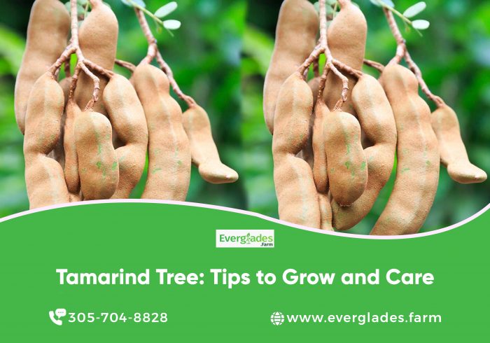 Tamarind Tree: Tips To Grow And Care