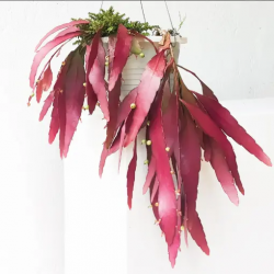 Nature’s Treasures at Home: A Guide to the Best Indoor Plants