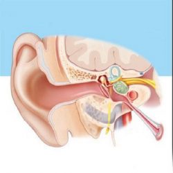 Premier Ear Surgery in Dubai at affordable price