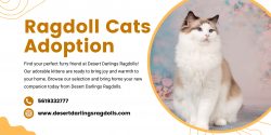 Kittens for Sale in California: Find Your Purebred Companion at Desert Darlings Ragdolls