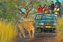 Ranthambore Tour Packages