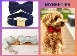 Soft and Beautiful Velvet Dog Collar Collection – Myberties