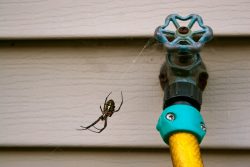 Spider Extermination Service Near Me