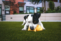 Unreal Lawns: Offering Best Artificial Grass for Pets In NZ