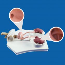Urological Endoscope Training Model