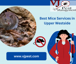 Best Mice Services in Upper Westside