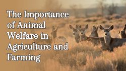 The Importance of Animal Welfare in Agriculture and Farming