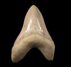 Fossilized Giant Shark Teeth