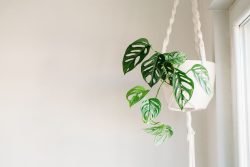 Style Your Indoor Oasis with The Jungle Collective’s Premium Plant Pots