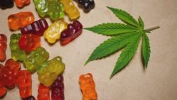 Laura Ingraham CBD Gummies:-Fixings, Advantages and Cost! How To Order?