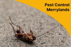 Say Goodbye To Unwanted Guests With Pest Control Merrylands!