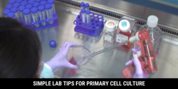 Cell Culture Clean-up