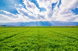 Agricultural Land Investment in India: Considerations To Buy Agriculture Land
