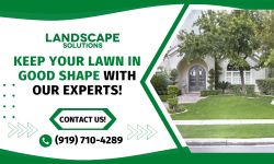Solve Your Lawn Maintenance Concerns with Our Experts!