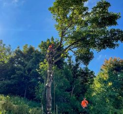 Universal Tree Care: Your Trusted Choice for Tree Lopping Near Me