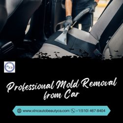 Professional Mold Removal from Car