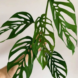 Monstera Thai Constellation: From the Rainforests to Your Space