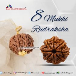 Get Natural 8 Mukhi Rudraksha Online from Rashi Ratan Bhagya