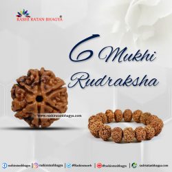 Buy 6 Mukhi Rudraksha From Rashi Ratan Bhagya At Genuine